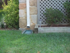 Downspout Grass